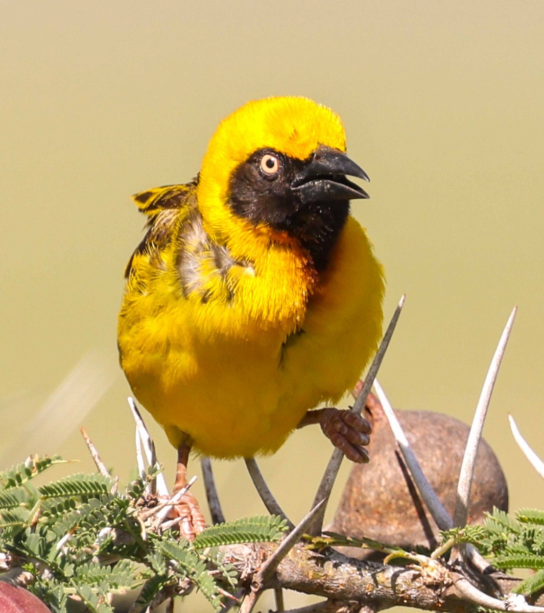 Speke's Weaver - ML616984632