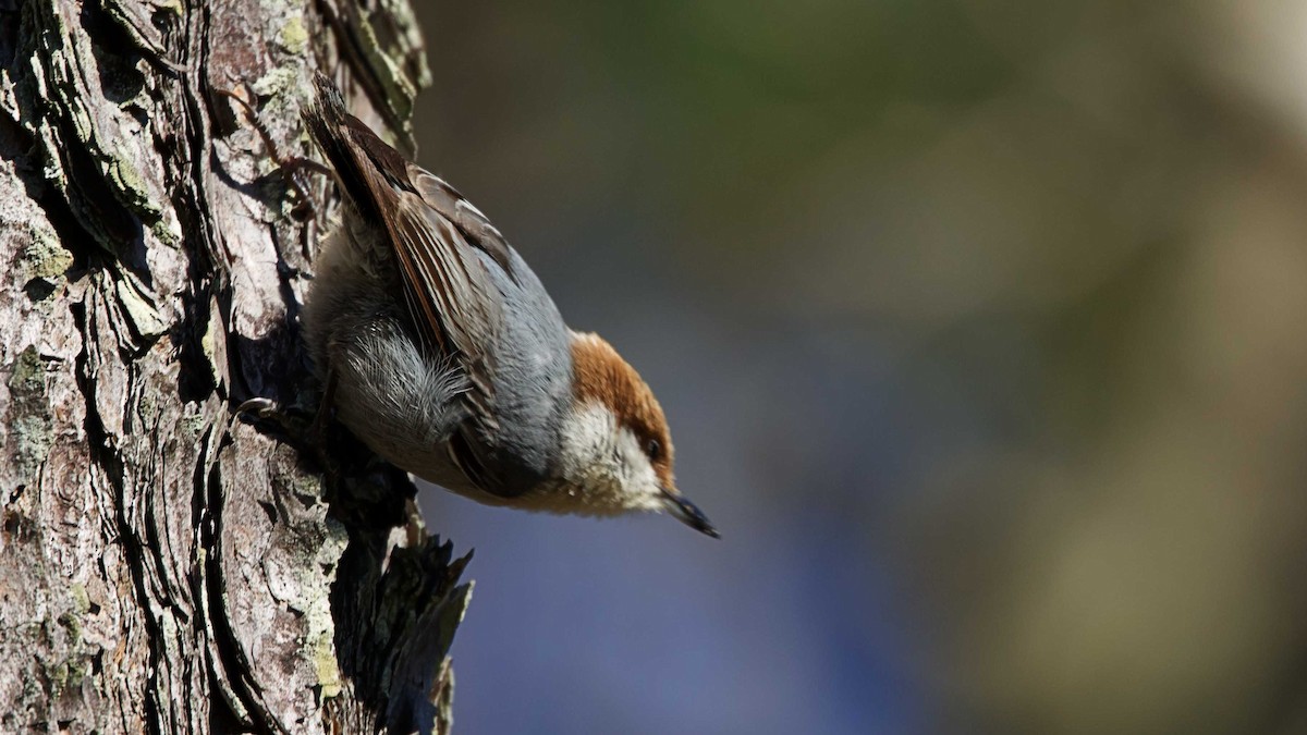 Brown-headed Nuthatch - ML616984633