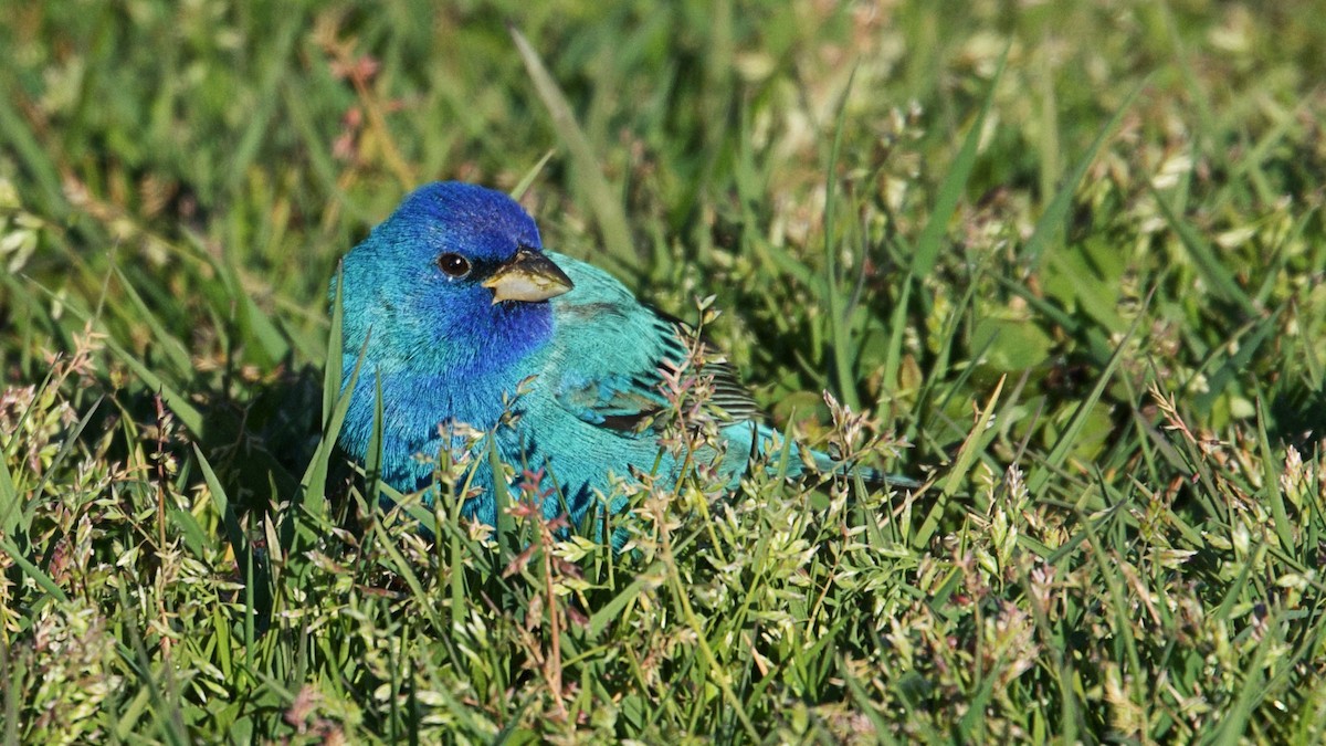 Indigo Bunting - ML616984638