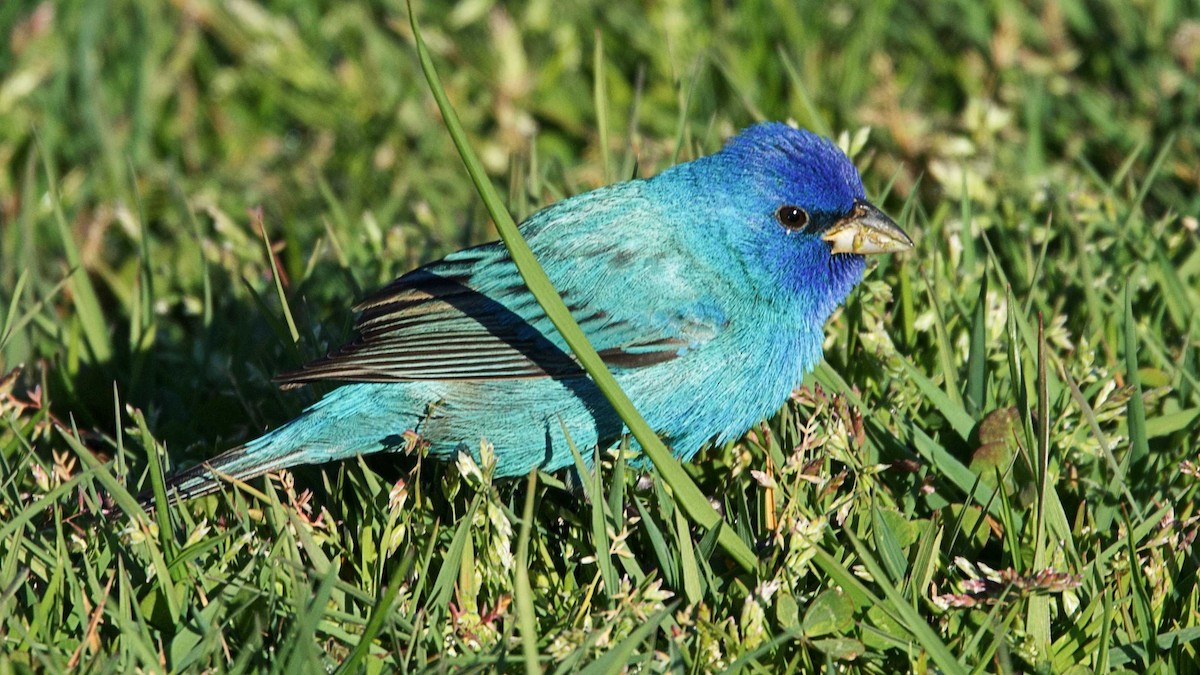 Indigo Bunting - ML616984639