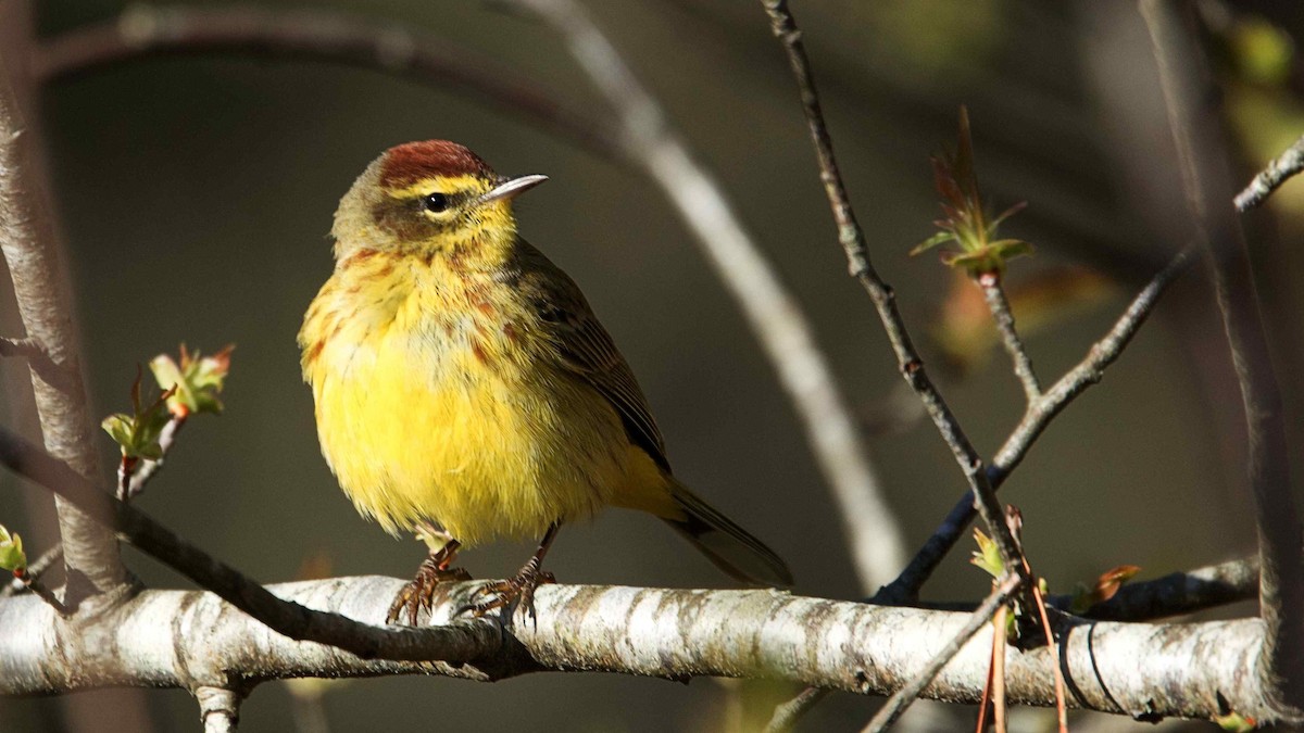 Palm Warbler - ML616984658