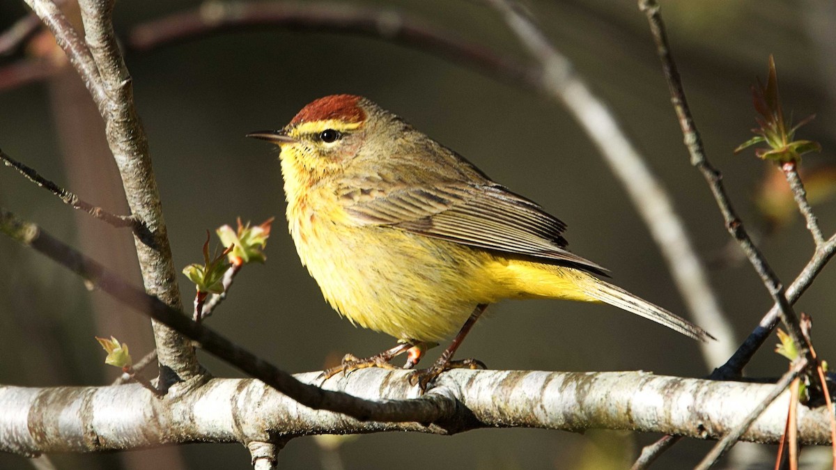 Palm Warbler - ML616984659