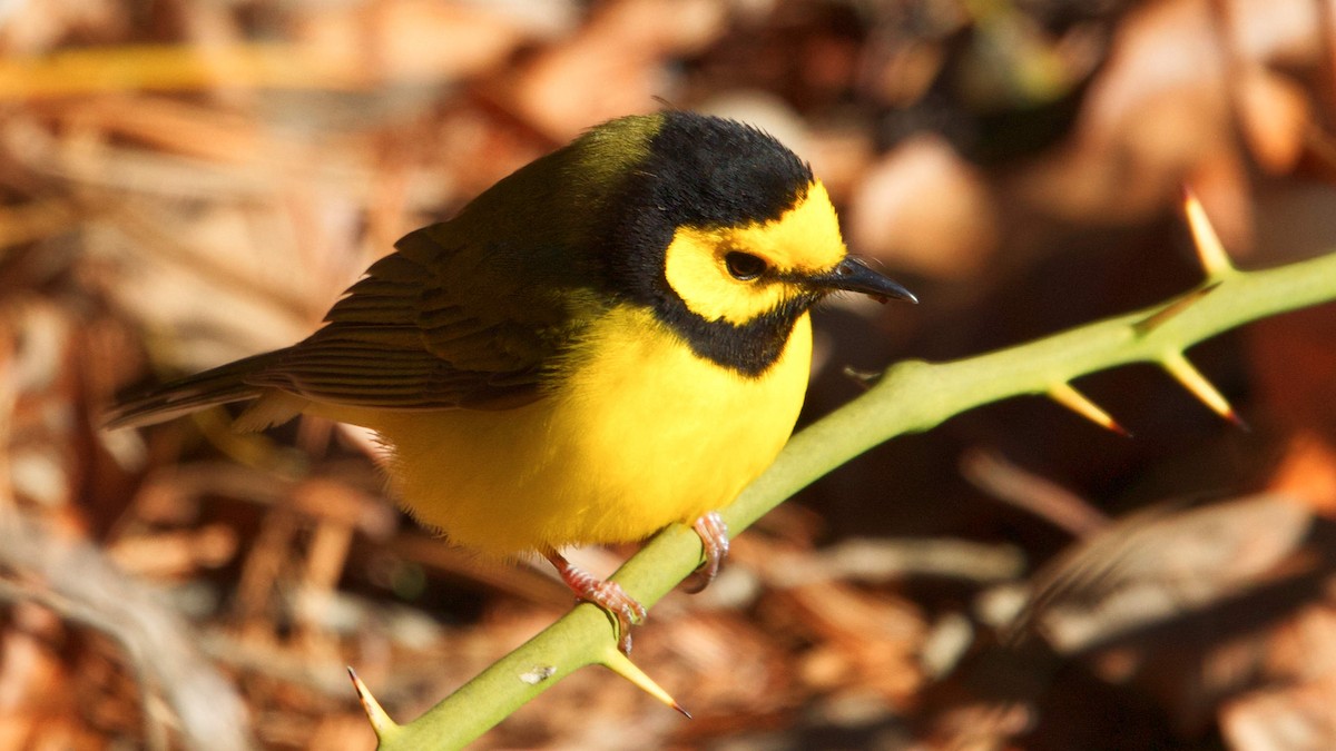 Hooded Warbler - ML616984667