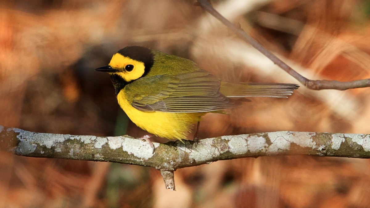 Hooded Warbler - ML616984668