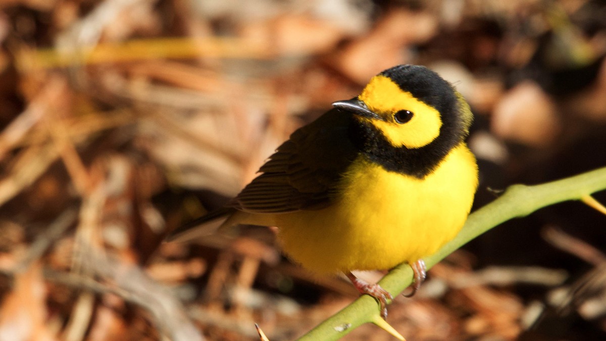 Hooded Warbler - Gregory Gough 🦚