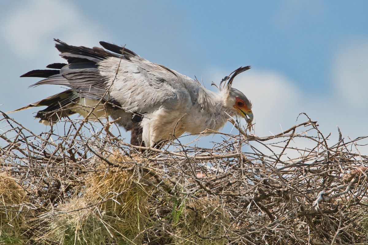 Secretarybird - ML616984730