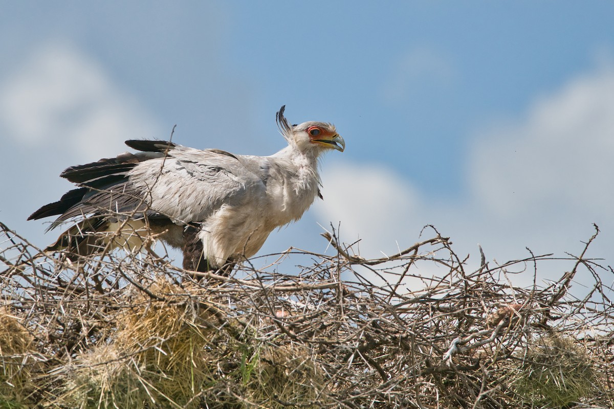 Secretarybird - ML616984735