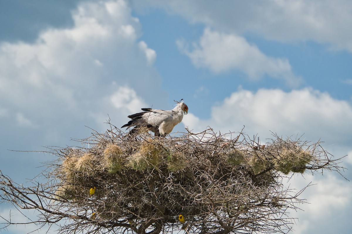 Secretarybird - ML616984745