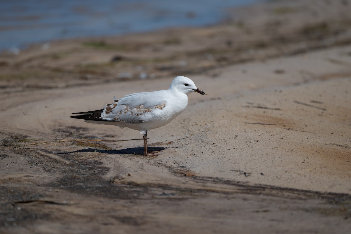 Gaviota Plateada - ML616984765