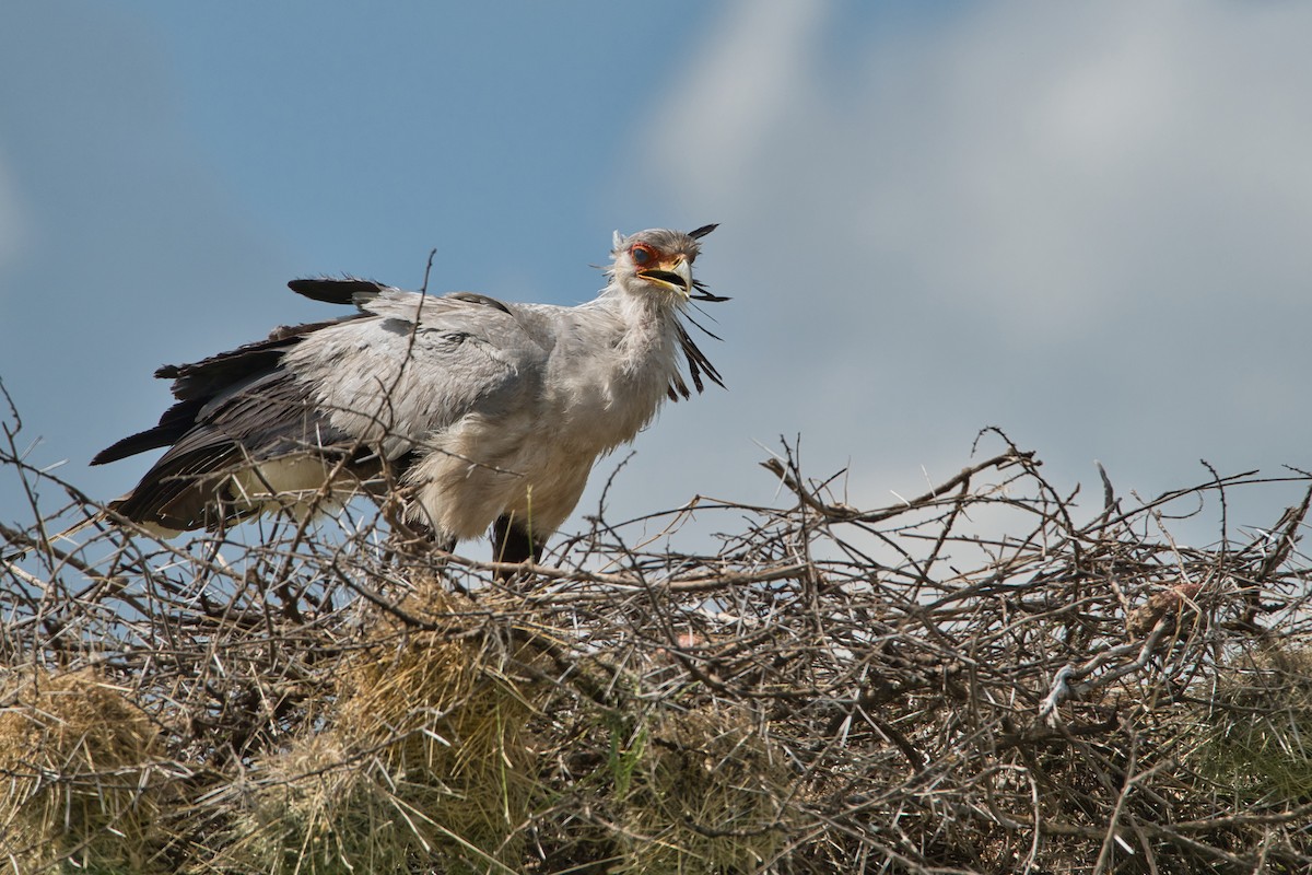 Secretarybird - ML616984779