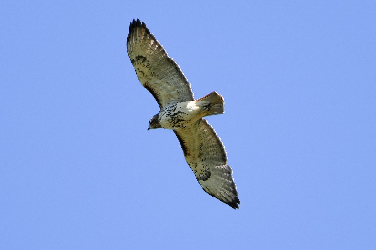 Red-tailed Hawk - ML616984782