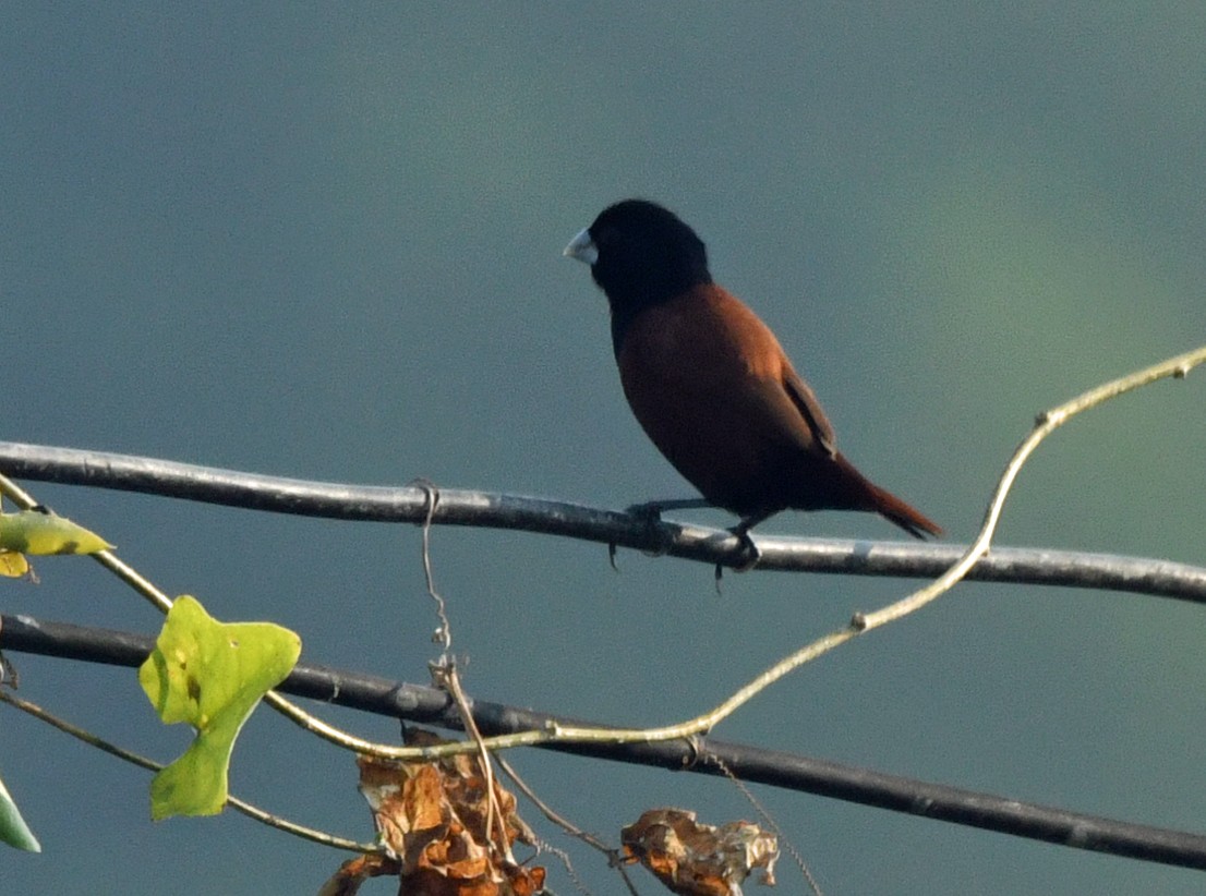 Chestnut Munia - ML616984794