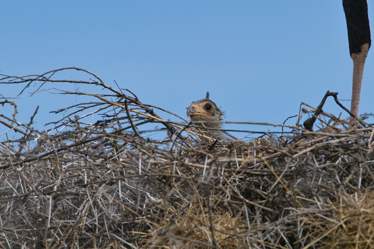 Secretarybird - ML616984800