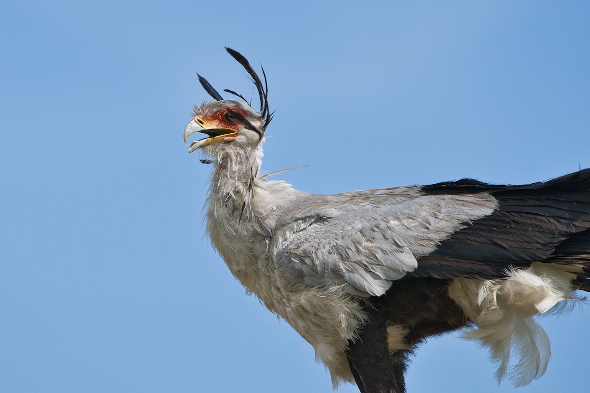 Secretarybird - ML616984806