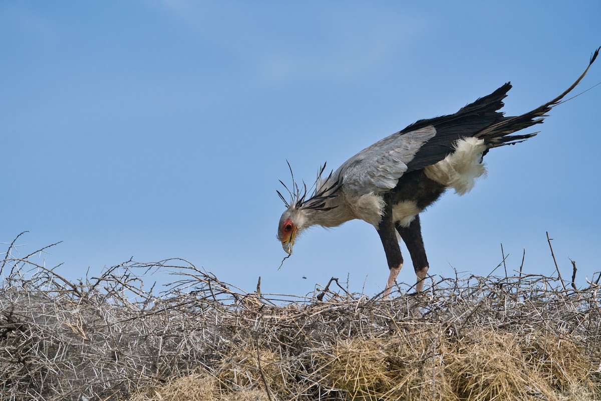 Secretarybird - ML616984814