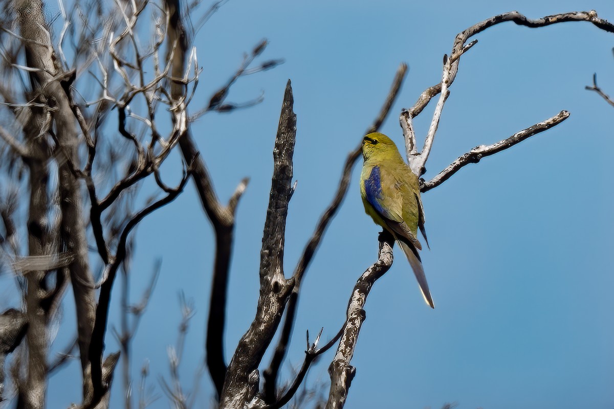 Blue-winged Parrot - ML616984837