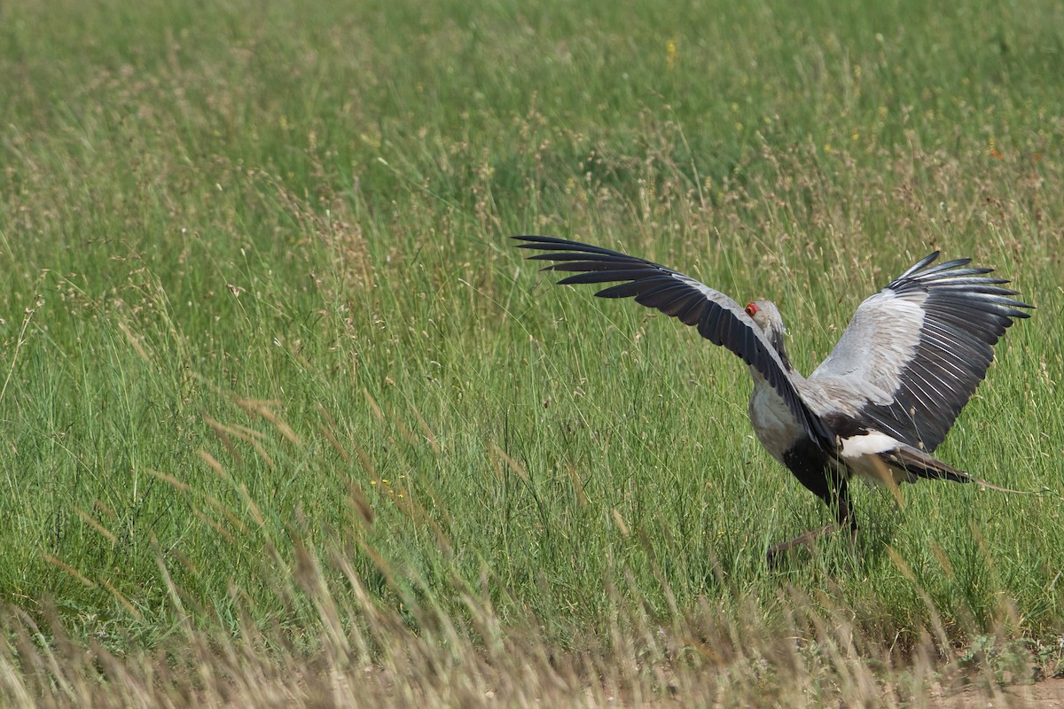 Secretarybird - ML616984851