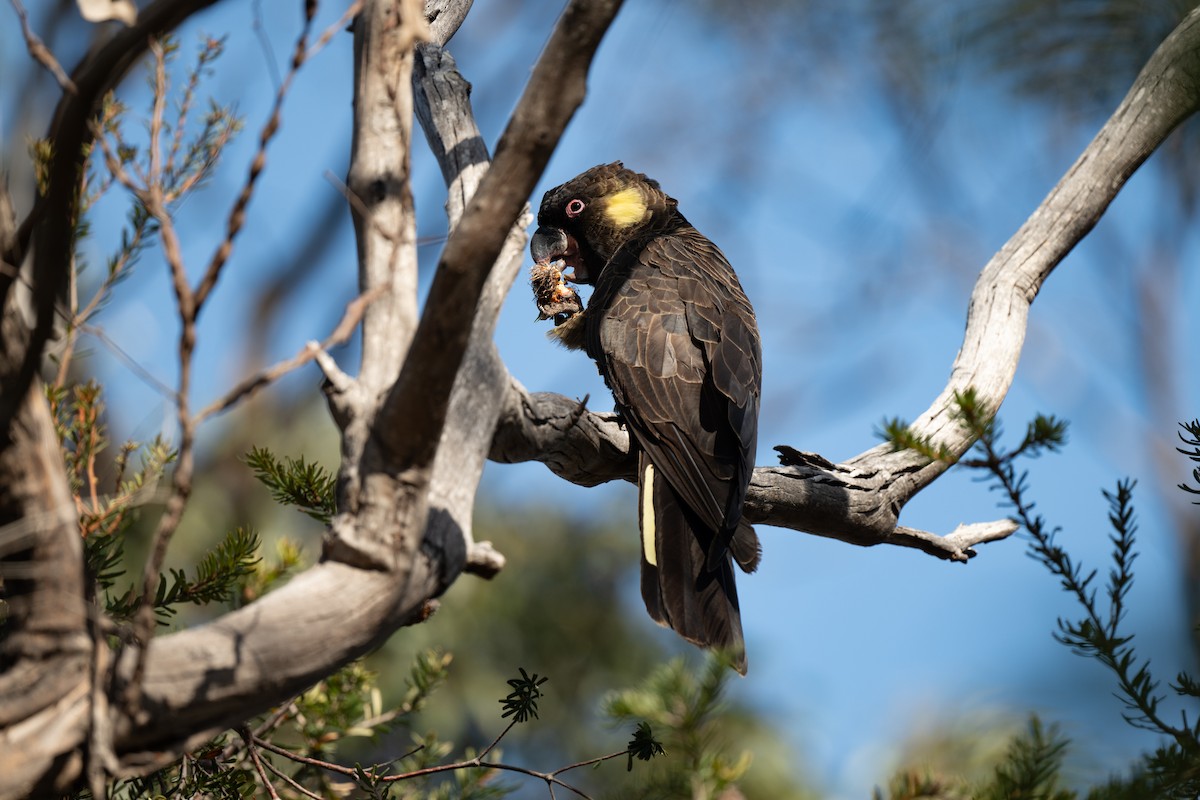 Yellow-tailed Black-Cockatoo - ML616984918