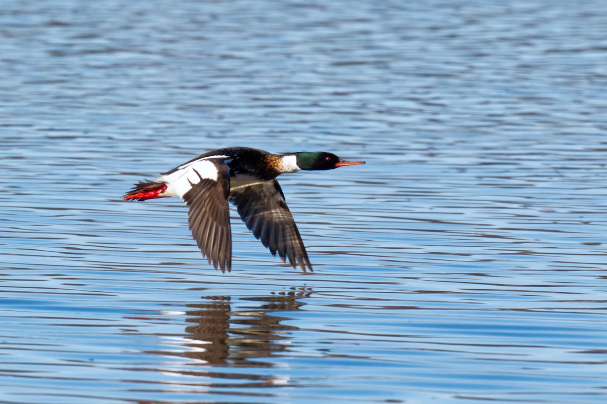 Red-breasted Merganser - ML616984919