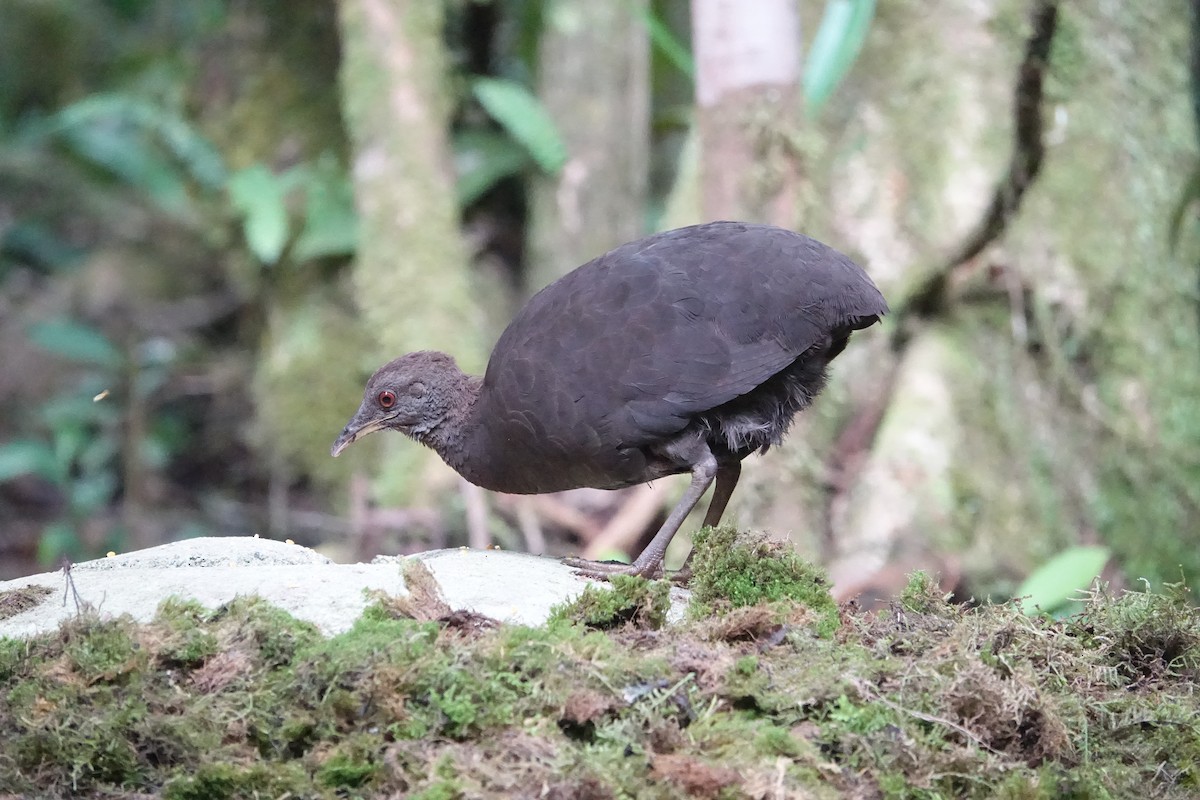 Cinereous Tinamou - Martin Brookes