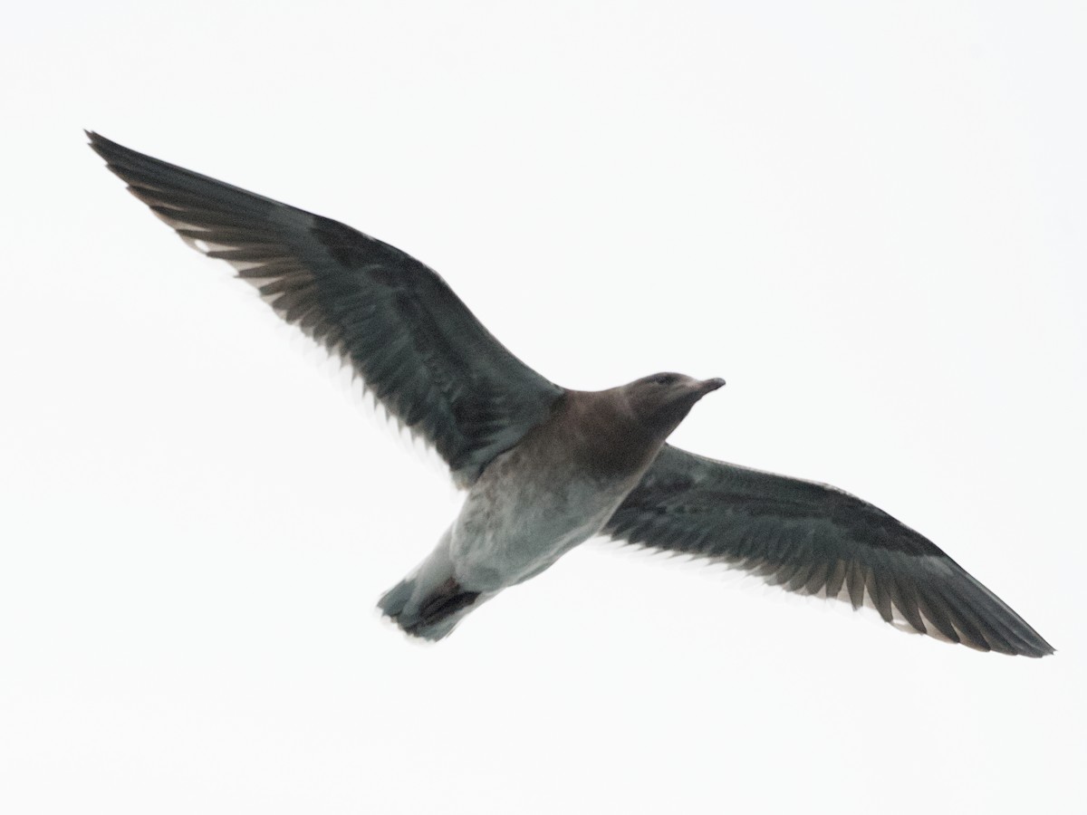 Chilean Skua - ML616984972