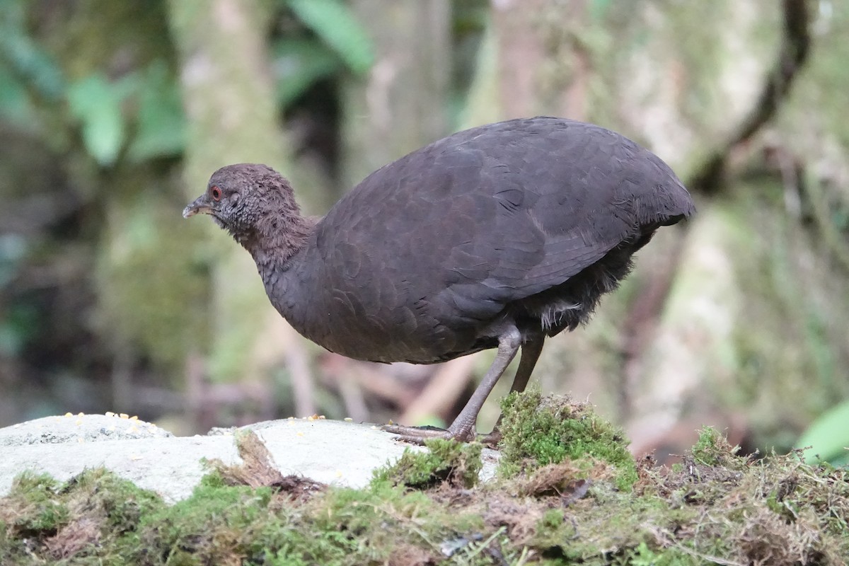 Cinereous Tinamou - Martin Brookes