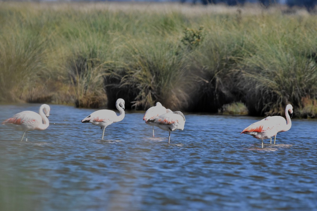 Chilean Flamingo - Juan Bardier