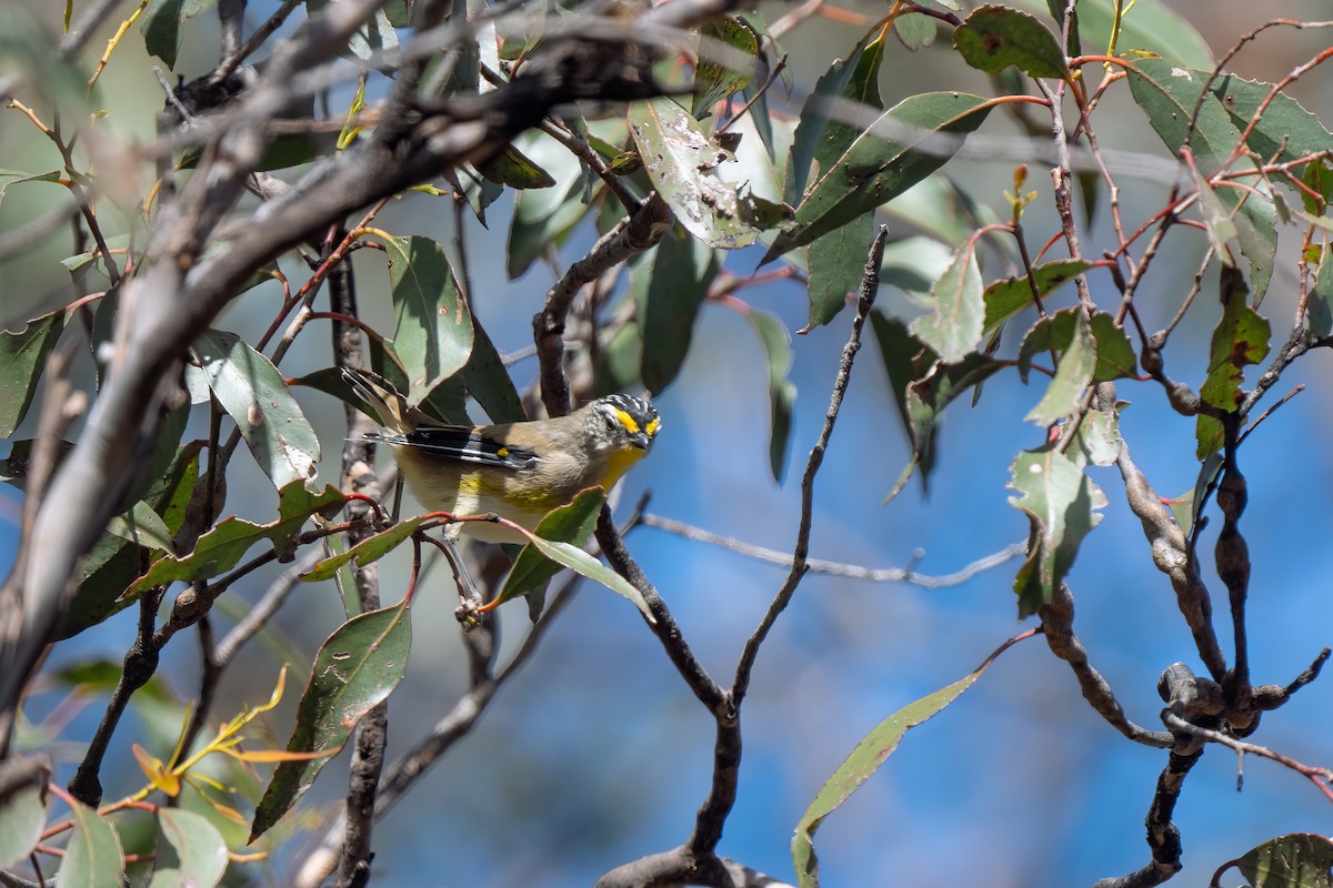 Pardalote à point jaune - ML616984987