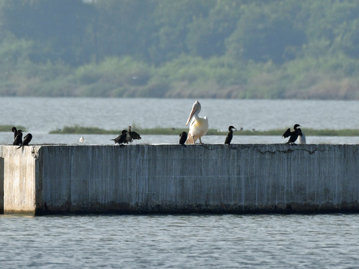 Little Cormorant - Brian Carruthers