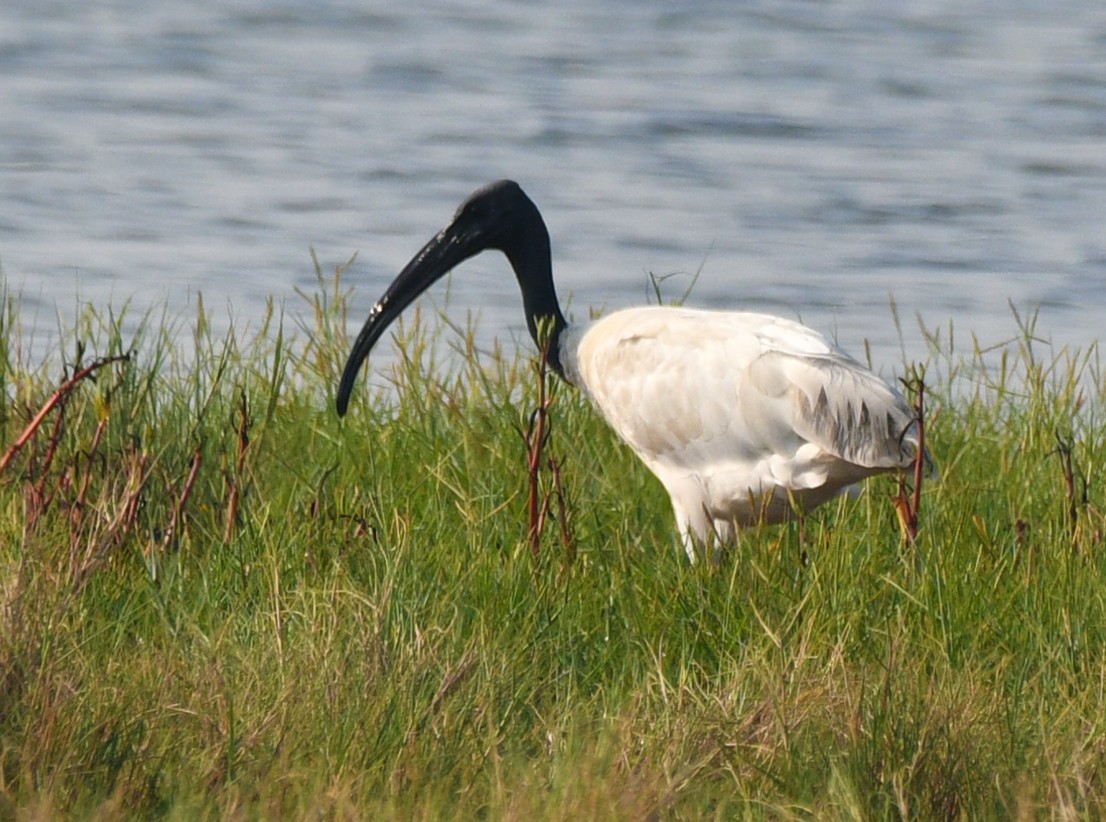 Ibis à tête noire - ML616985024