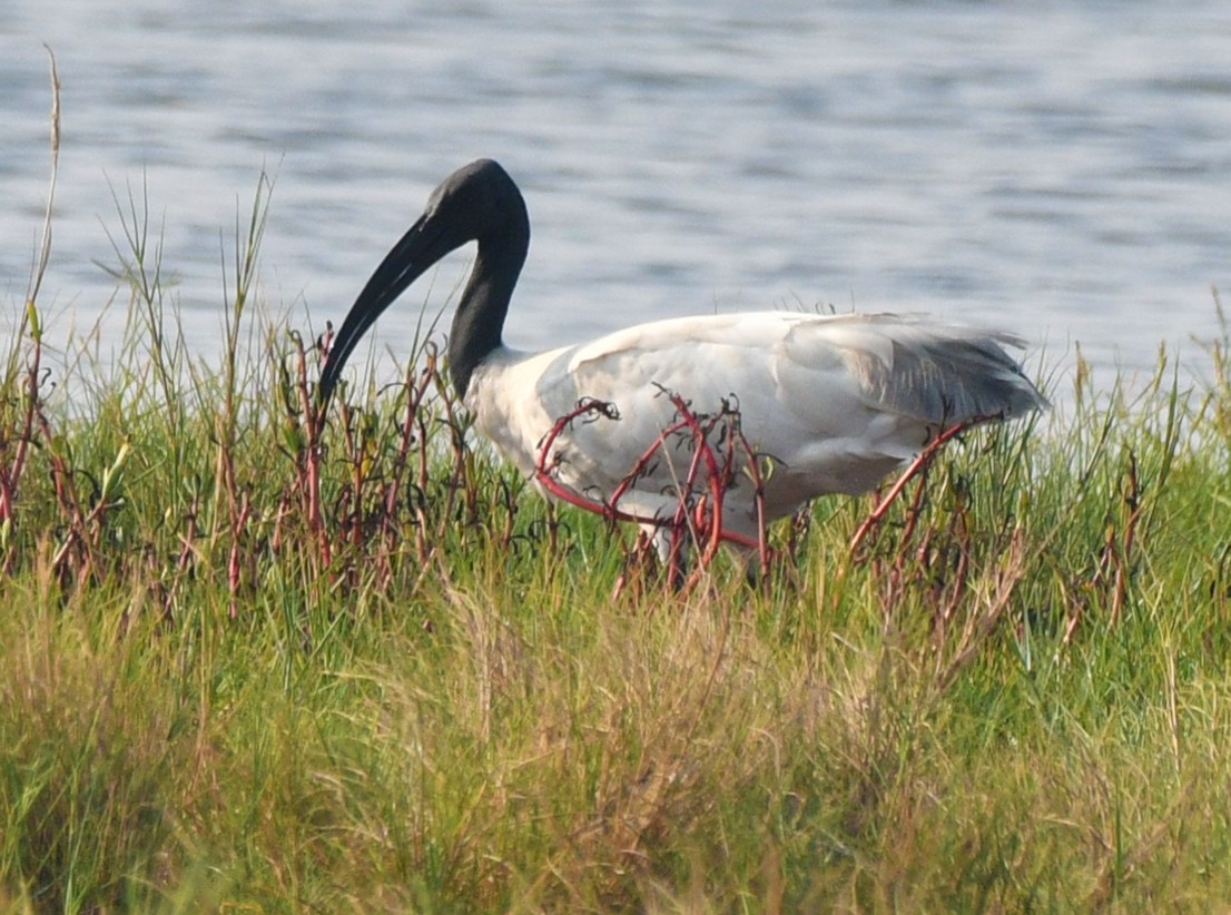 Ibis à tête noire - ML616985025