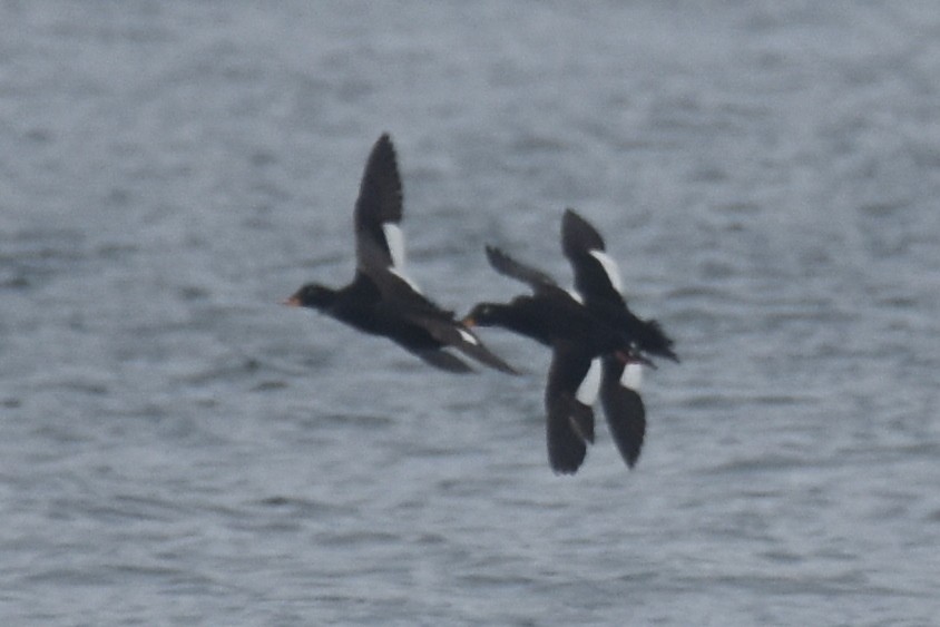 Velvet Scoter - ML616985029