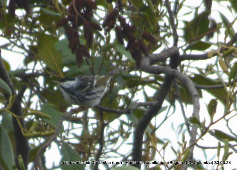 Paruline rayée - ML616985031