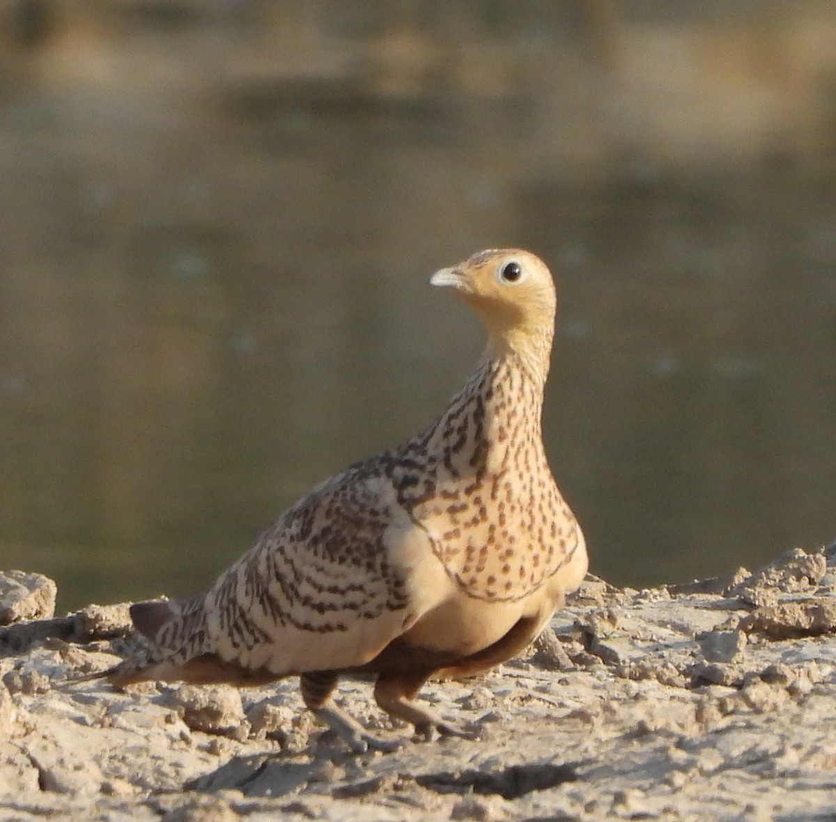 Chestnut-bellied Sandgrouse - ML616985034