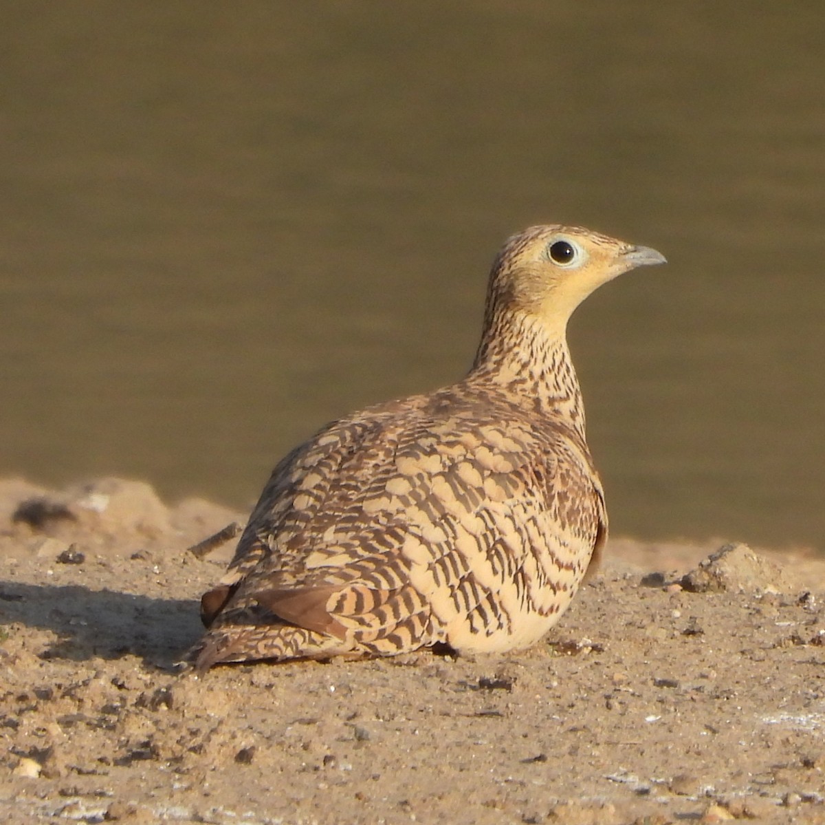 Chestnut-bellied Sandgrouse - ML616985035