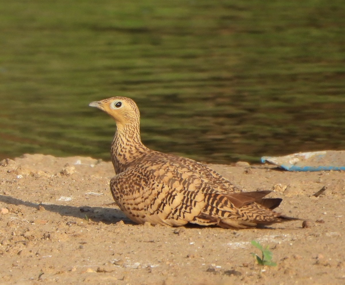 Chestnut-bellied Sandgrouse - ML616985036