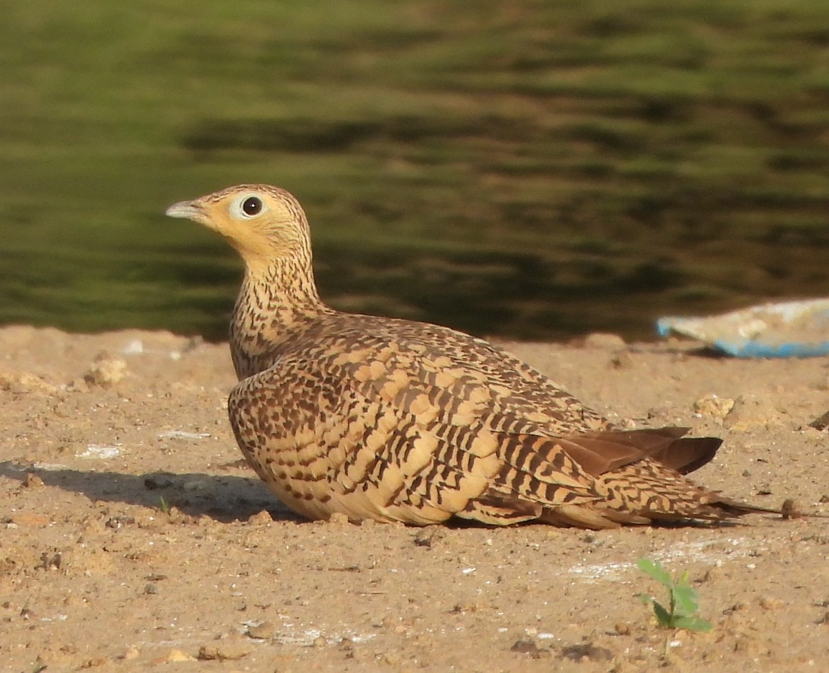 Chestnut-bellied Sandgrouse - ML616985037