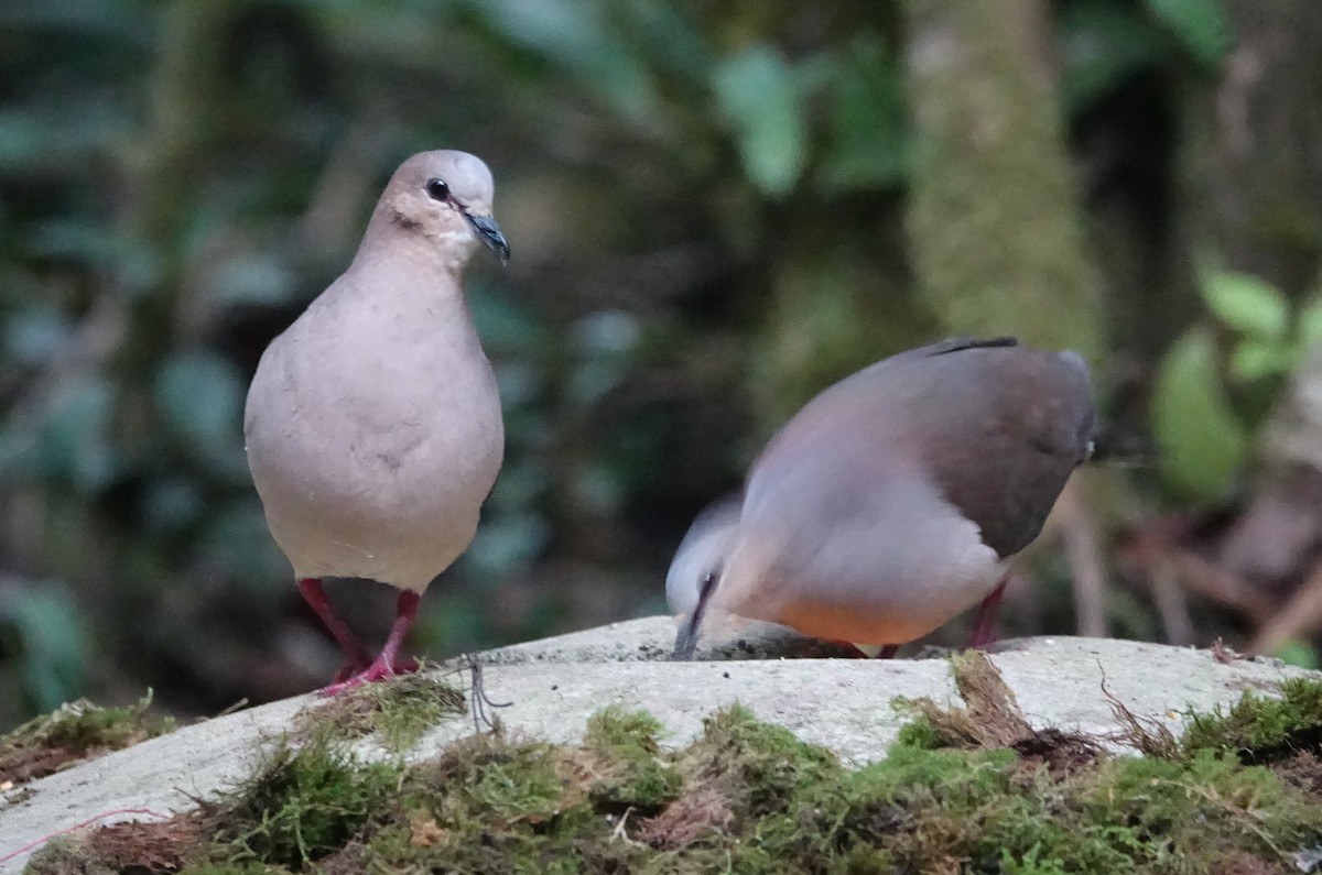 Gray-fronted Dove - ML616985038
