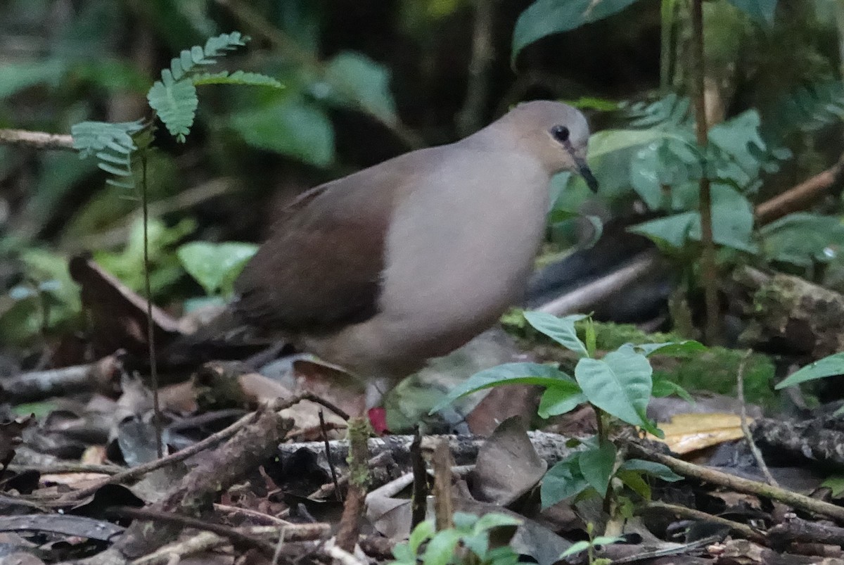 Gray-fronted Dove - ML616985039