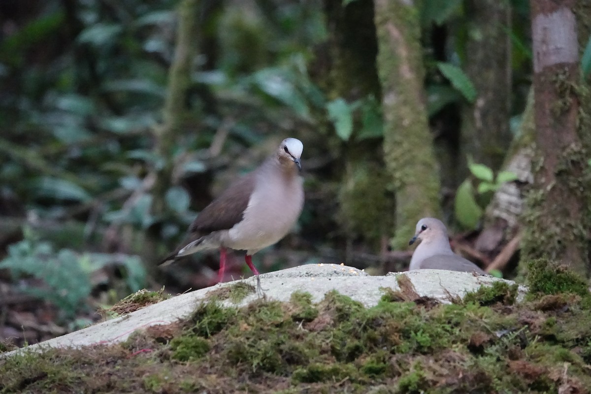 Gray-fronted Dove - ML616985040