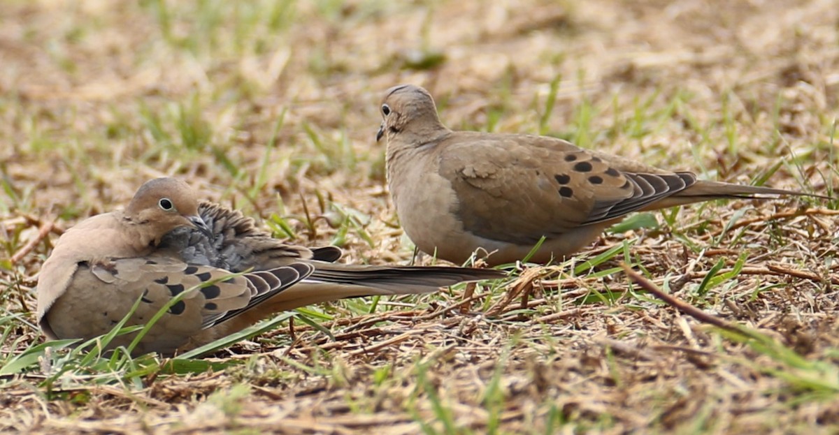 Mourning Dove - ML616985048