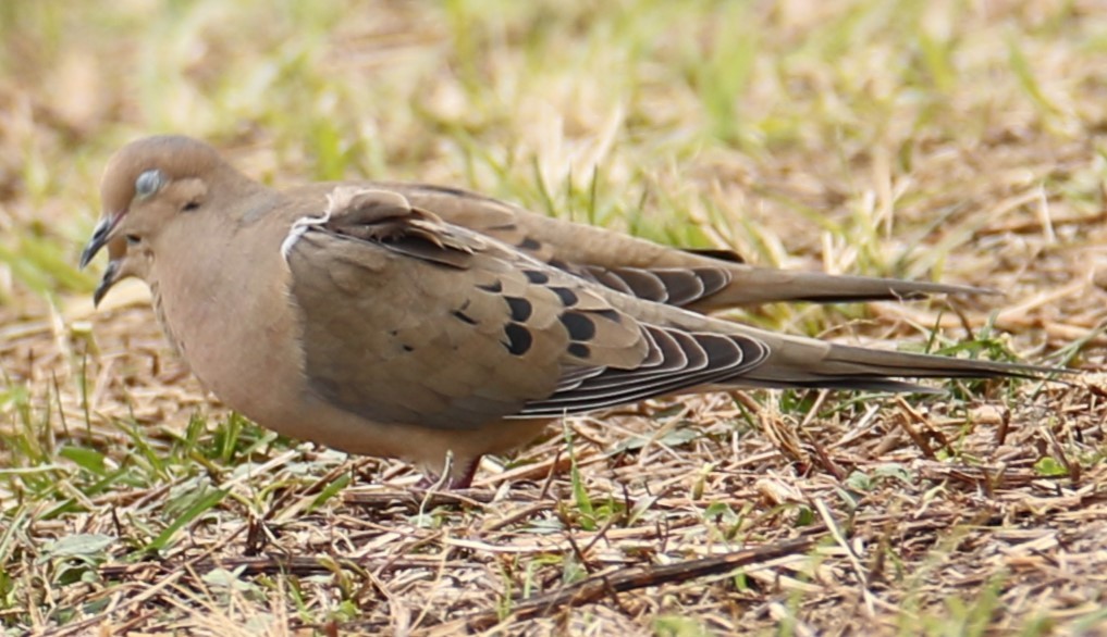 Mourning Dove - ML616985052