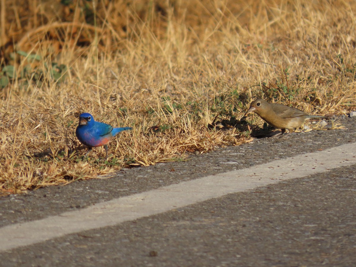 Rose-bellied Bunting - ML616985057