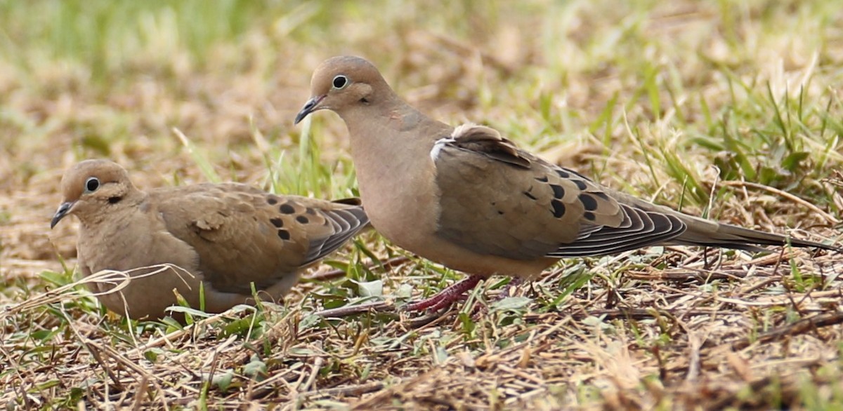Mourning Dove - ML616985058