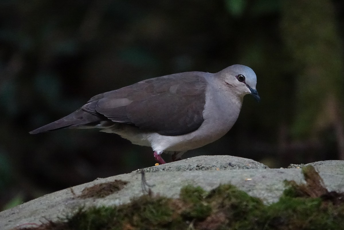 Gray-fronted Dove - ML616985062