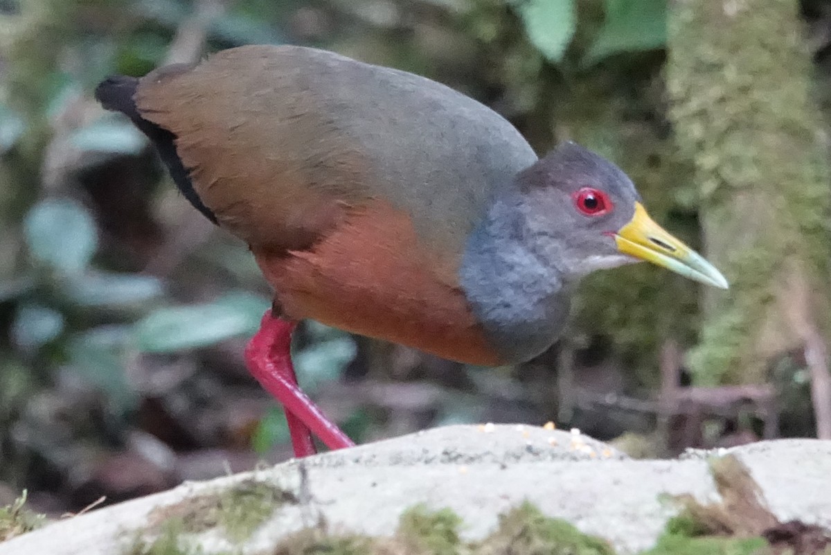 Gray-cowled Wood-Rail - Martin Brookes