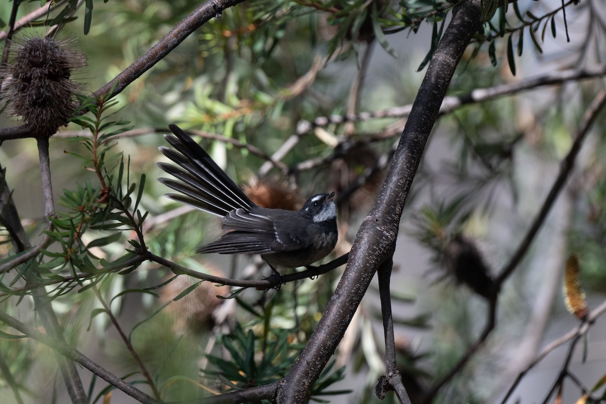 Gray Fantail - Shenjer Chen