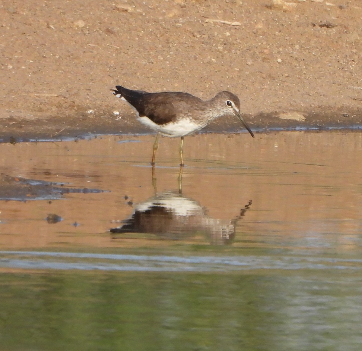 Green Sandpiper - ML616985184