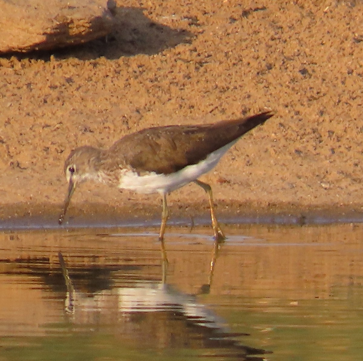 Green Sandpiper - ML616985269