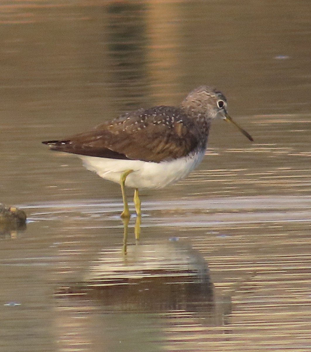 Green Sandpiper - ML616985270